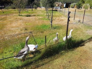 Mischief - pulling at the stakes at the edge of the orchard