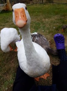 "What news do you have for me?" says Black-eyed Pete's expression