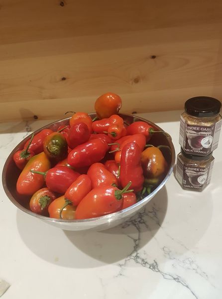 Rocoto Chillies
